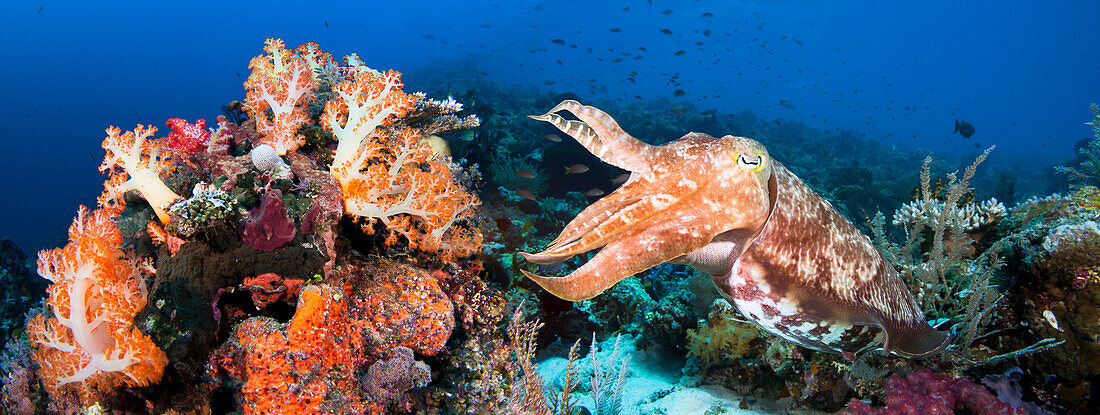 [Dc] Indonesia, Komodo, Digital Composite Of Two Images With Reef Scene And Broadclub Cuttlefish (Sepia Latimanus).