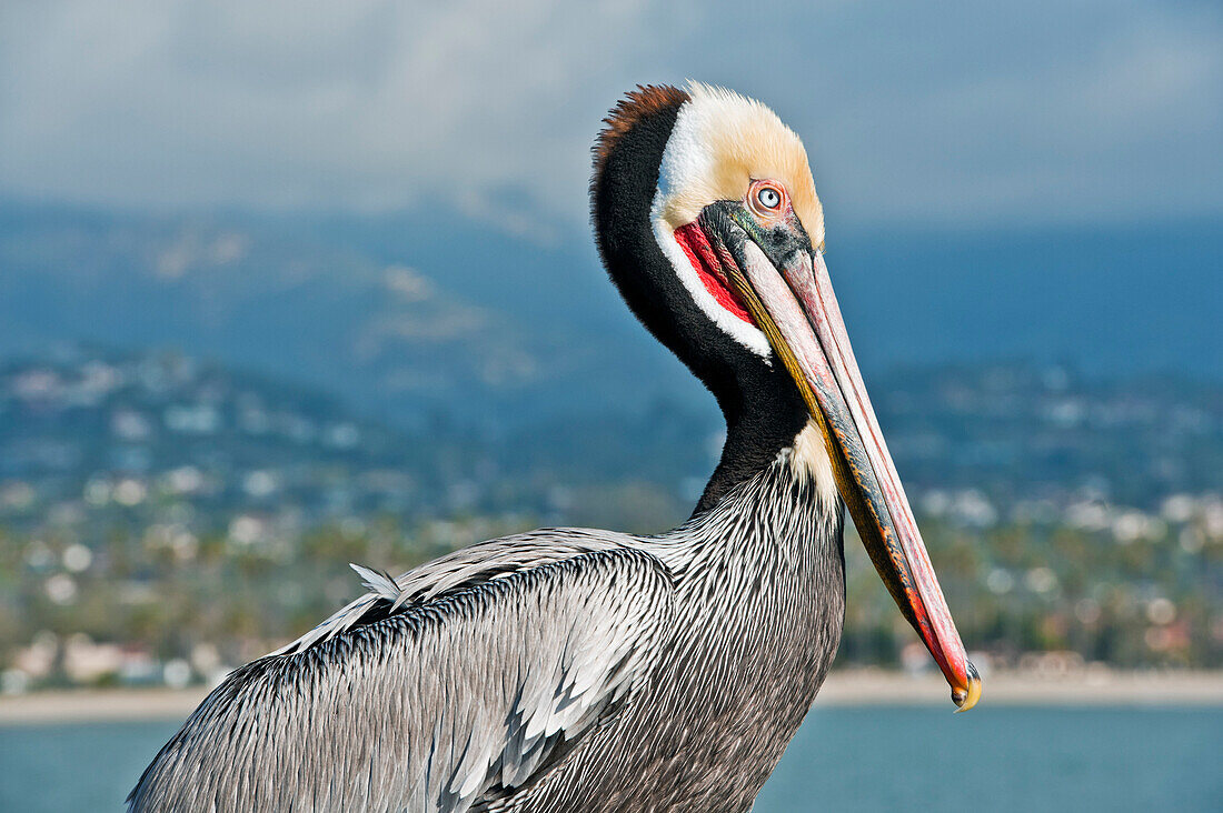 California, Santa Barbara, Brown Pelican (Pelecanus Occidentalis) Poses For His Portrait On Fishermans Wharf.