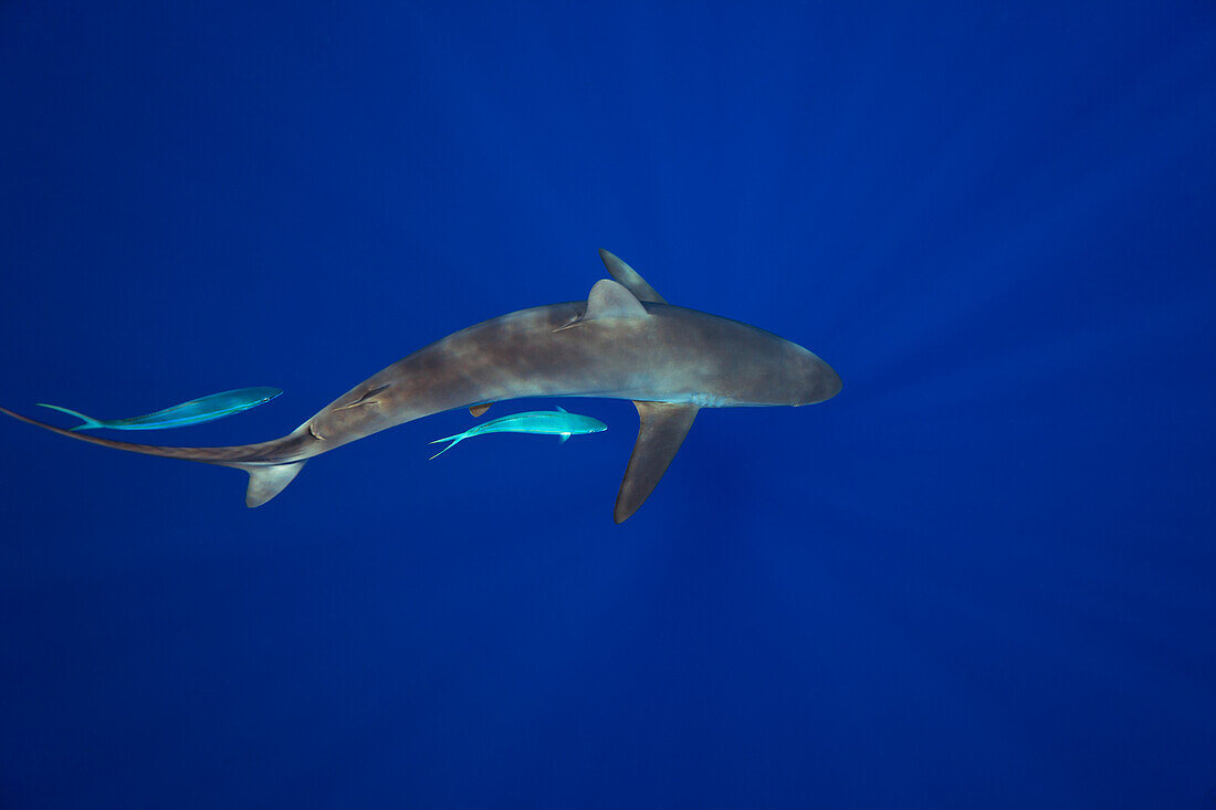 Hawaii, Big Island, Silky Shark (Carcharhinus Falciformis) Cruises The Open Ocean With Two Rainbow Runner (Elagatis Bipinnulata) Fish.