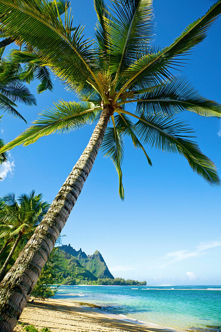 Hawaii, Kauai, Tunnel's Beach, Palm Tree On The Beach.