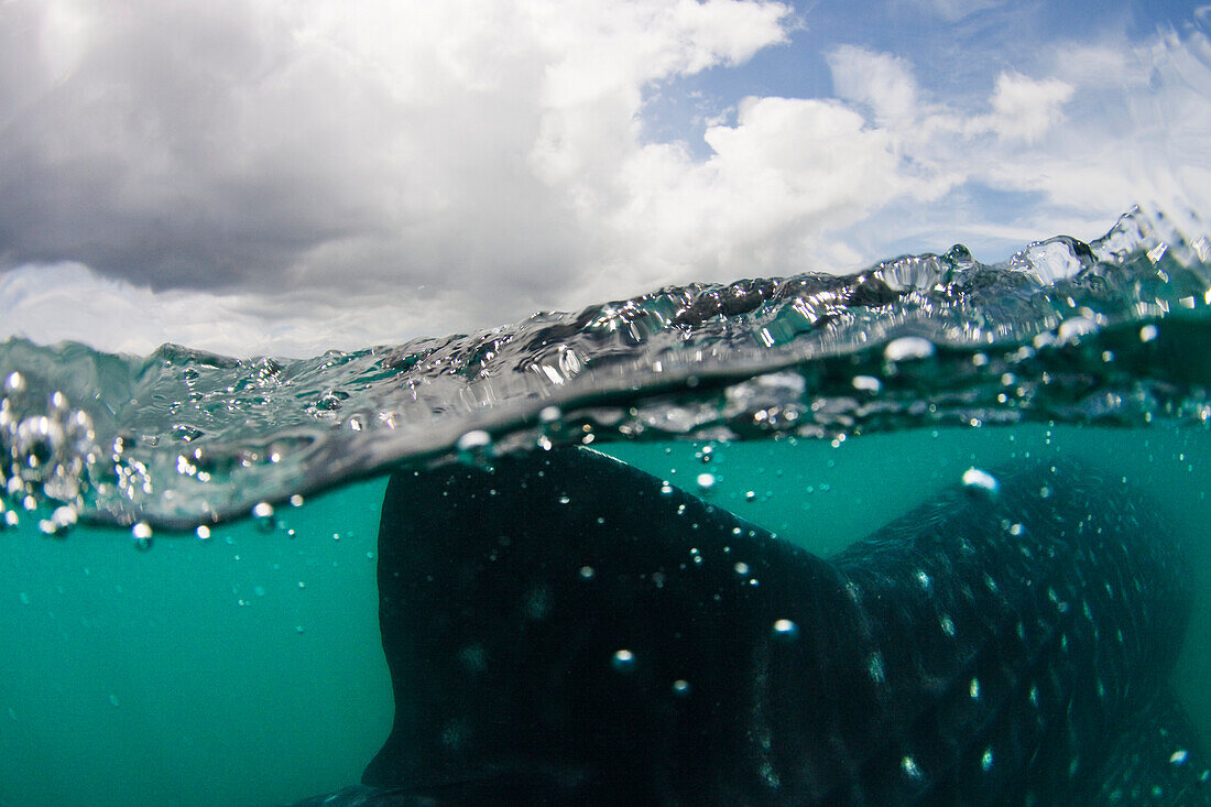 Philippines, Whale Shark (Rhiniodon Typus)Fin Reaching The Surface.