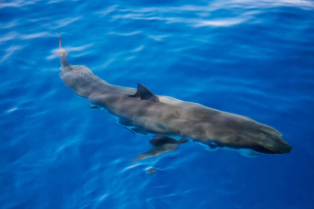 Mexico, Guadalupe Island, Great White Shark (Carcharodon Carcharias).