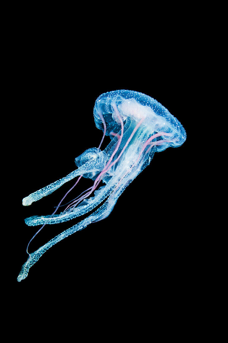 Philippines, Luminescent Jellyfish (Pelagia Noctiluca).