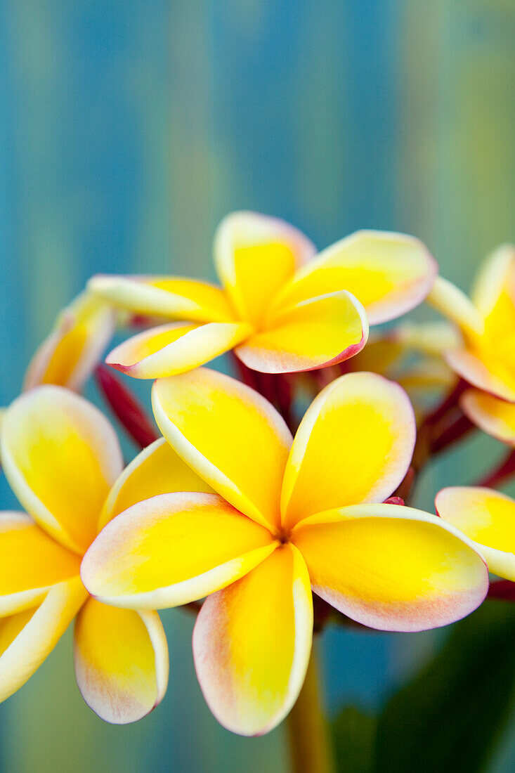 Hawaii, Oahu, Cluster von Plumeria-Blüten