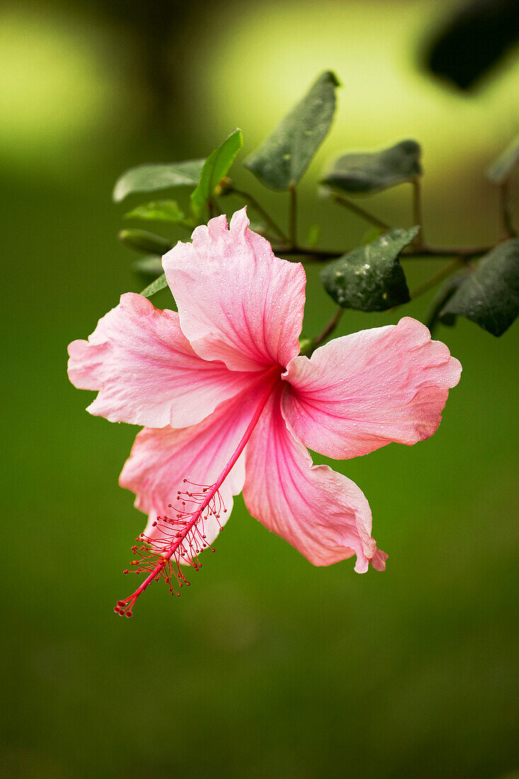Hawaii, Maui, Close-Up Of Pink Hibiscus With Green In Background.