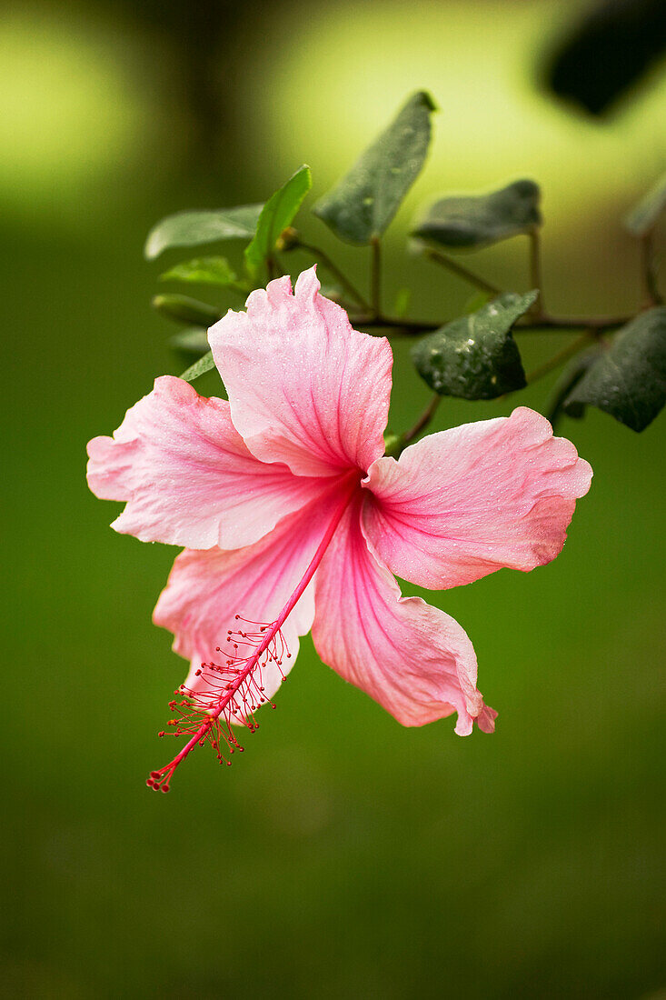 Hawaii, Maui, Nahaufnahme eines rosafarbenen Hibiskus mit Grün im Hintergrund