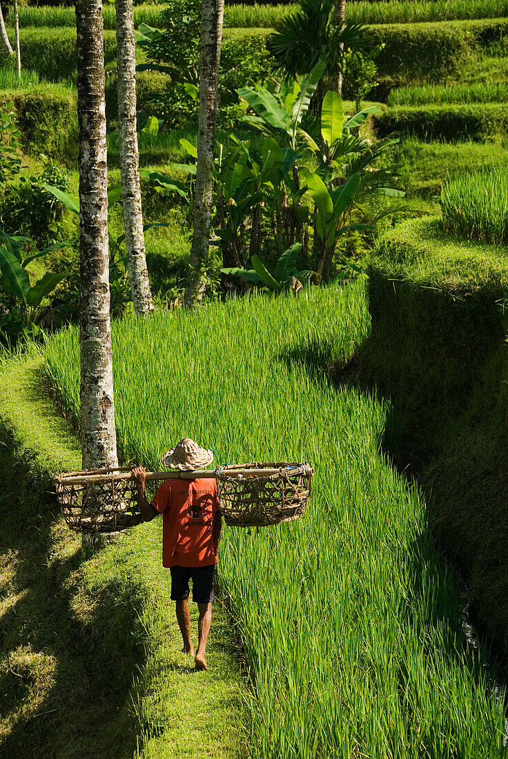 Indonesia, Bali, Rice Paddies, Worker Carrying Shoulder Baskets.