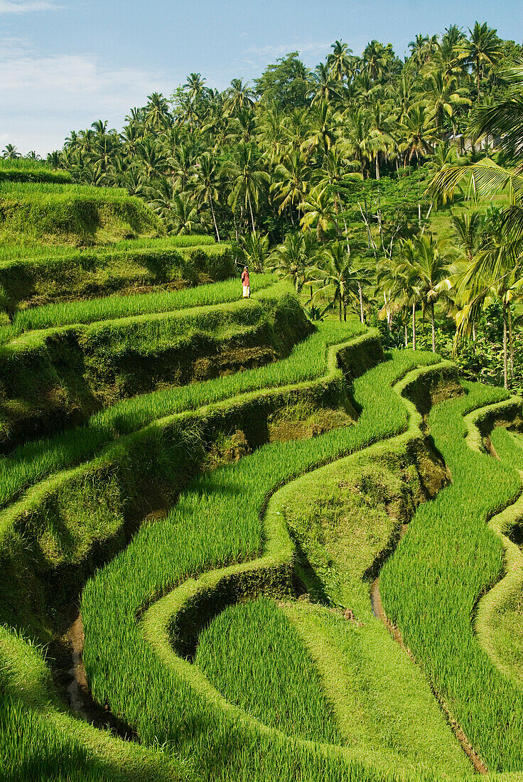 Indonesia, Bali, Rice Paddies, Worker In Background.