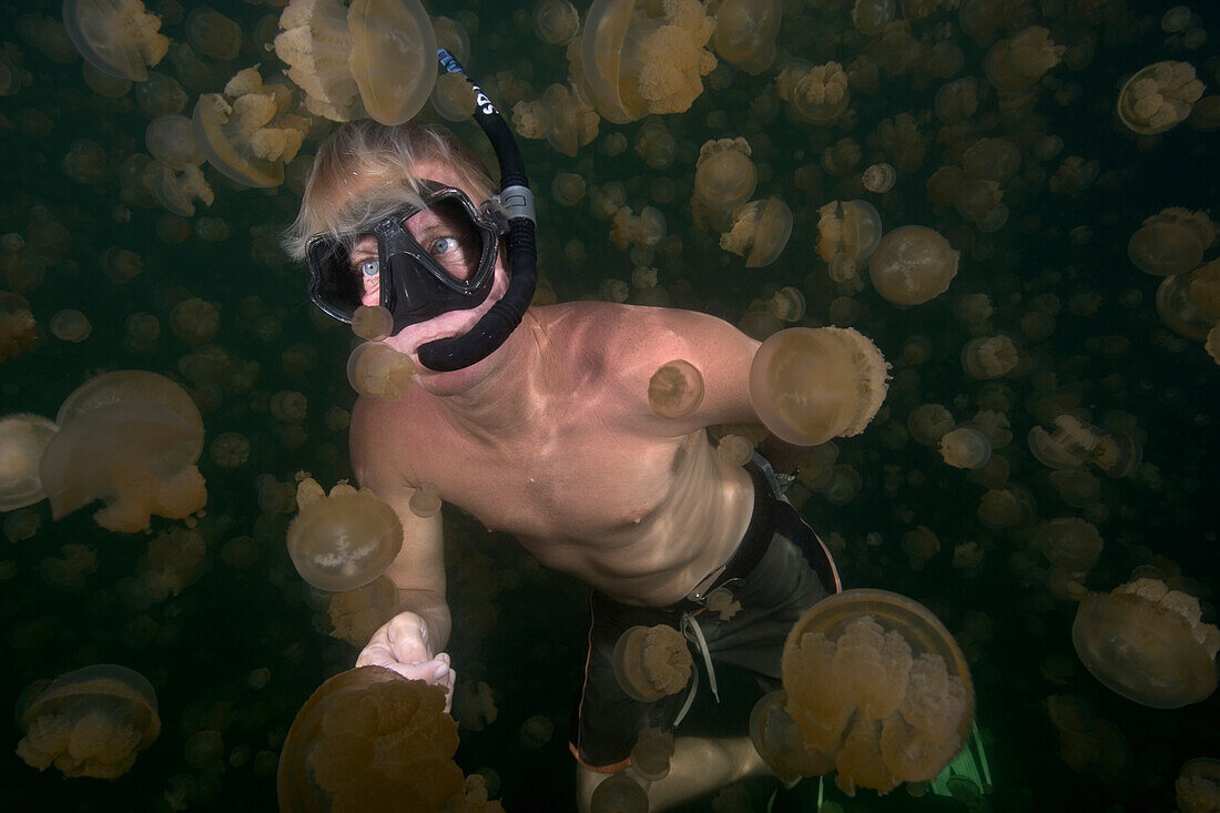 Micronesia, Palau, Free-Diver Amongst The Non-Stinging And Moon Jellyfish Of Palau's Jellyfish Lake.