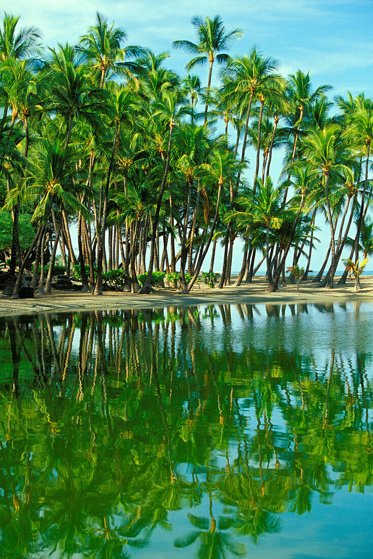 Cluster Of Palm Trees At Shore Of A Peaceful Lagoon, Reflections In Water
