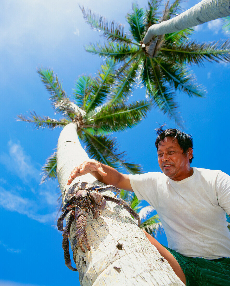 Local Man About To Capture A Coconut Crab On Palm Tree, View From Below