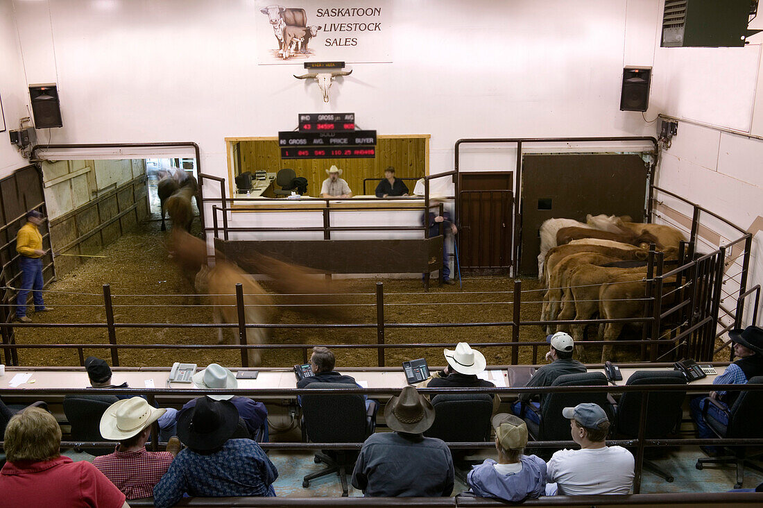 Cattle Auction In Progress, Saskatoon, Saskatchewan