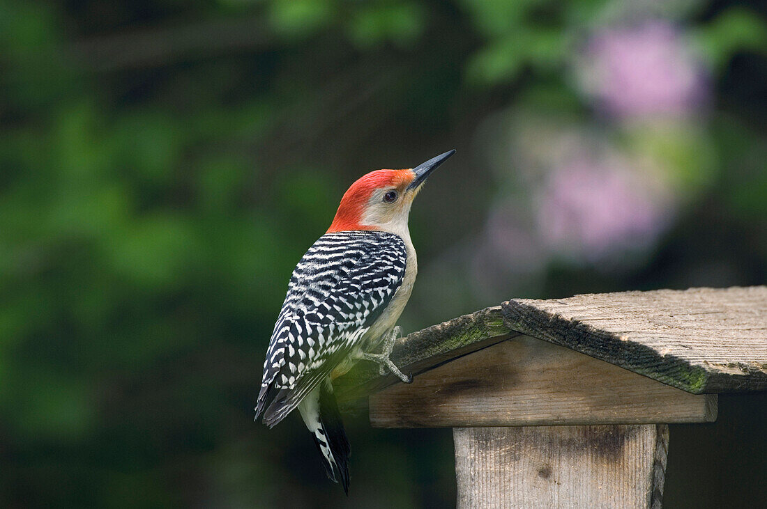 Male Red-Bellied Woodpecker (Melanerpes Carolinus), Carolinian Forest, Ontario