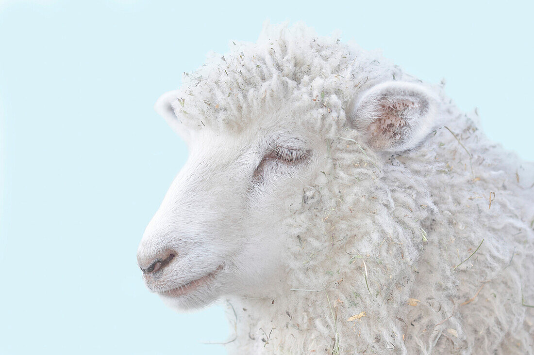 Artist's Choice: Close Up Of A Sheep On A Blue Background