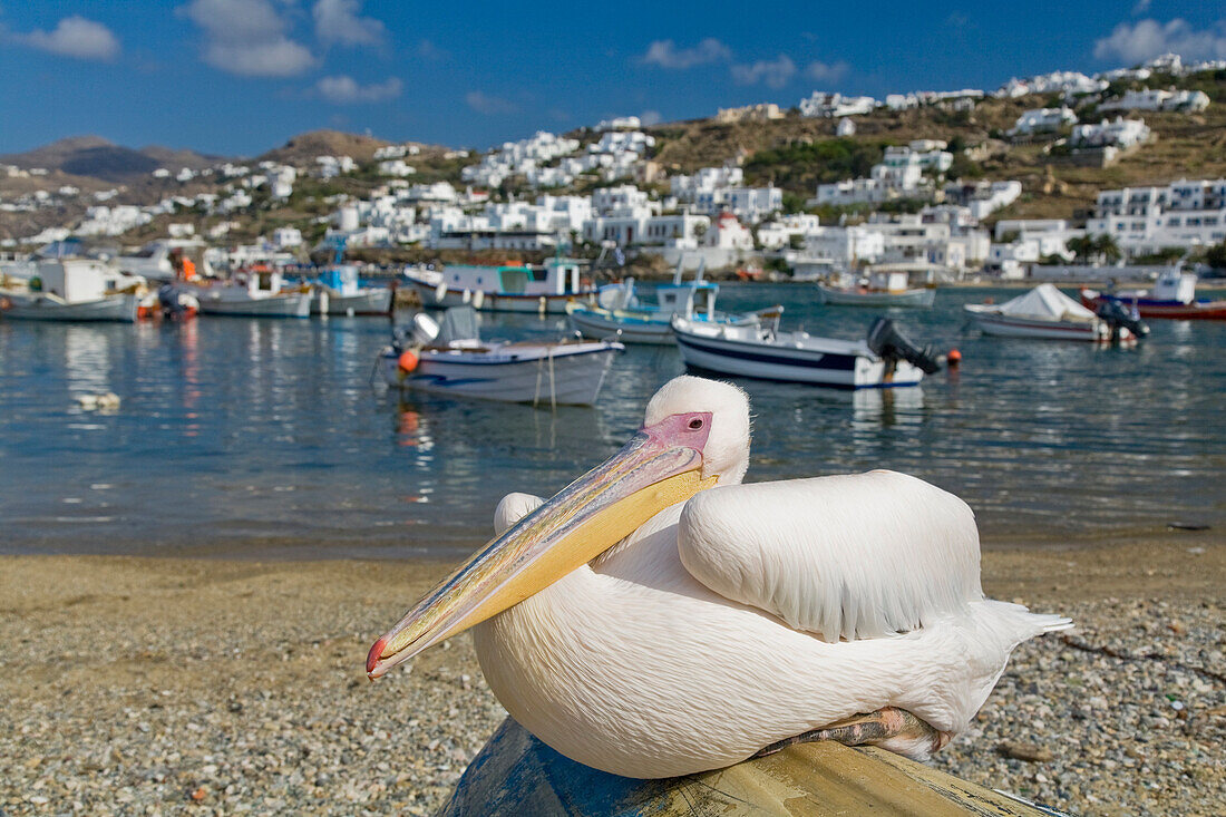 Pelican Perched On Boat In Harbour Of Aegean Sea, Hora, Mykonos Island, Cyclades, Greece