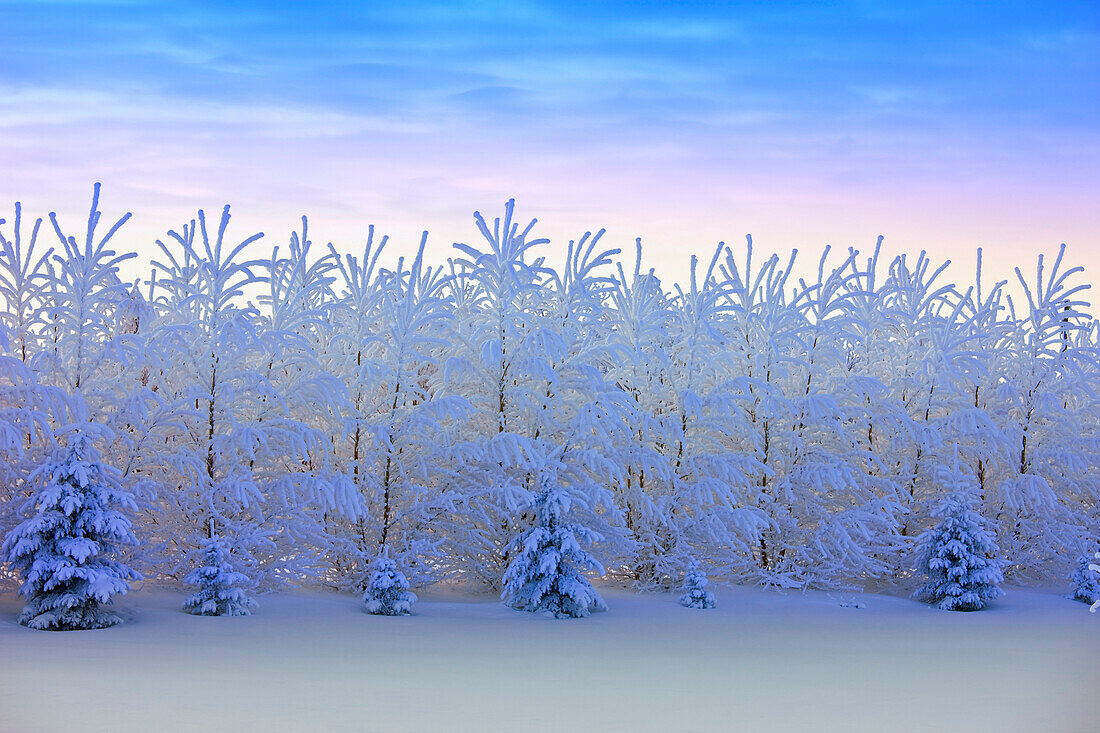 'Trees on the prairies covered in hoarfrost; Saskatchewan, Canada'