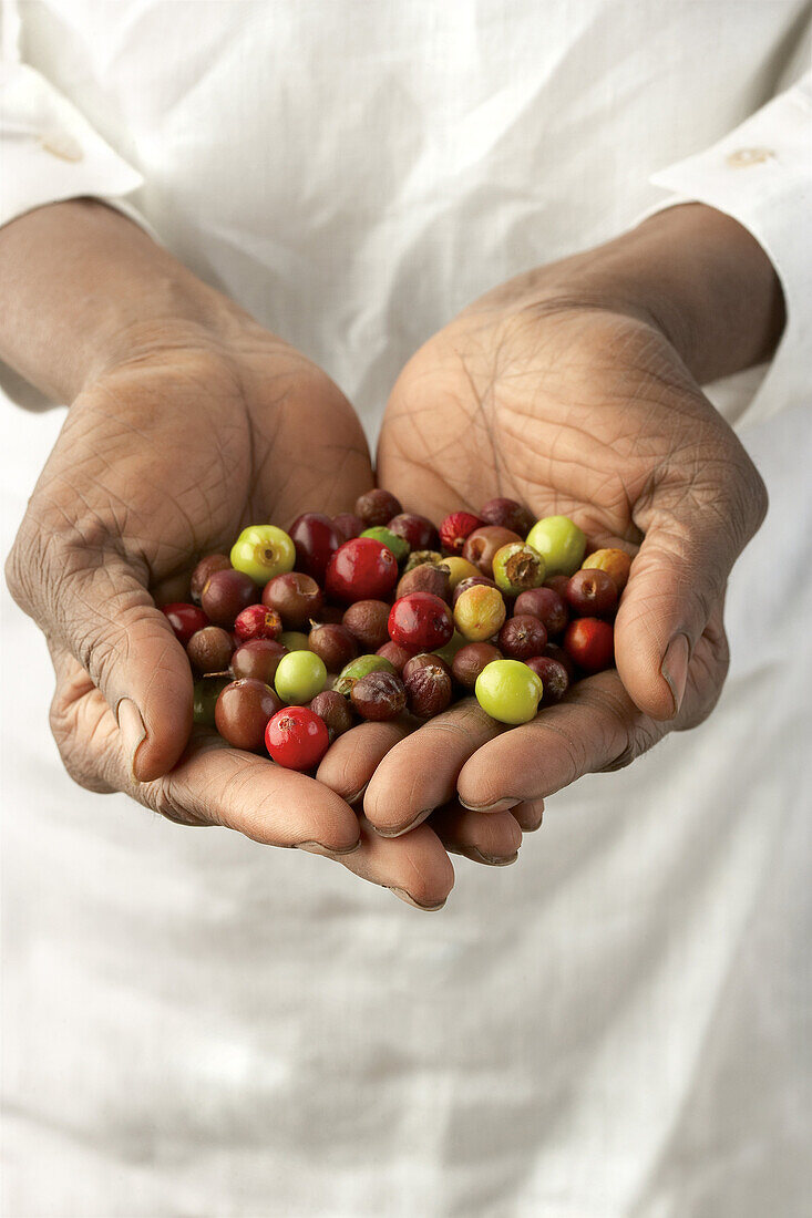 Hands Holding Coffee Fruit