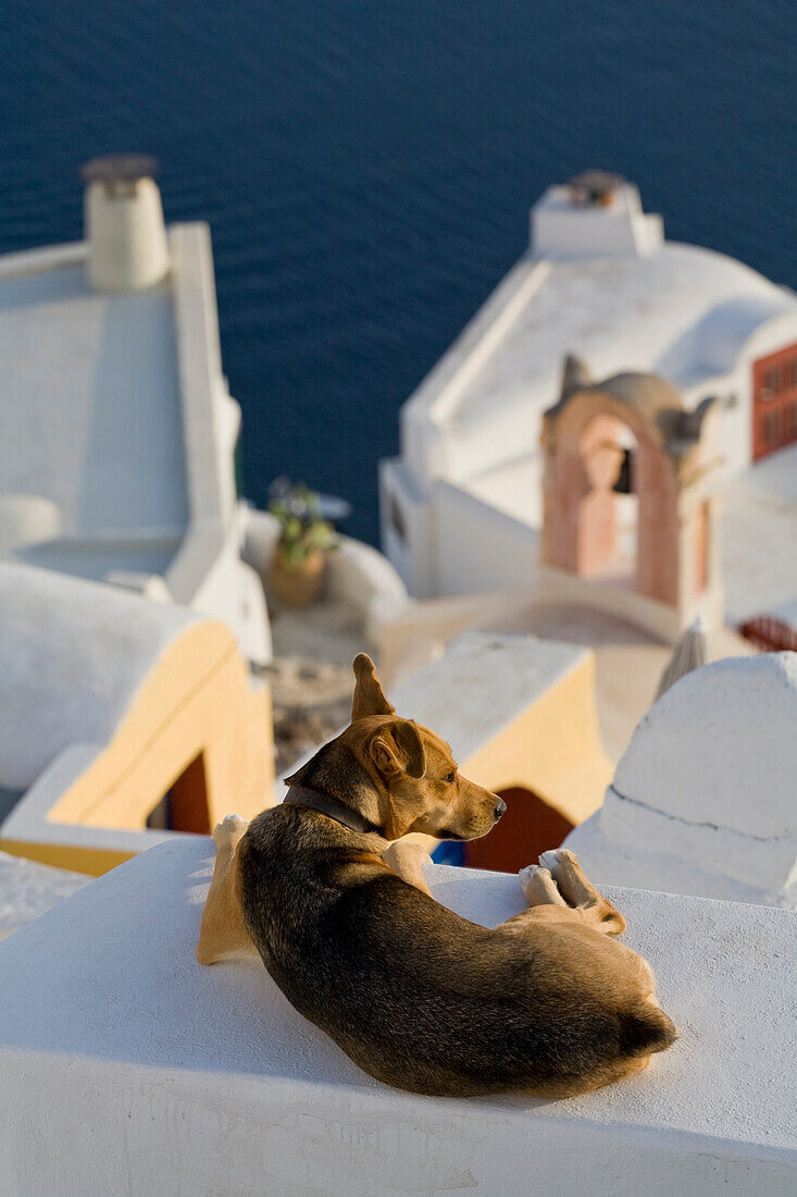 A Dog Laying On A Wall In The Village Of Oia, Santorini, Greece