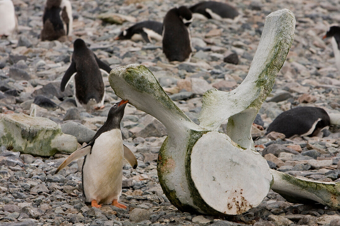 Gentoo Penguins Investigate Whale Bones On The Shore Of Cuverville Island In The Antarctic Archipelago