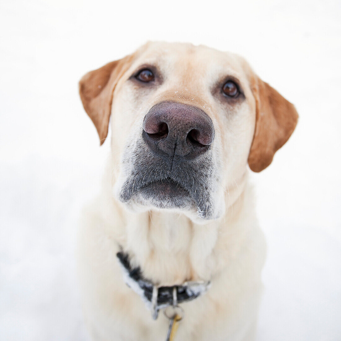 Portrait Of A Yellow Labrador Retriever Dog, Outdoors On A Snowy Winter Day. Winnipeg, Manitoba, Canada.