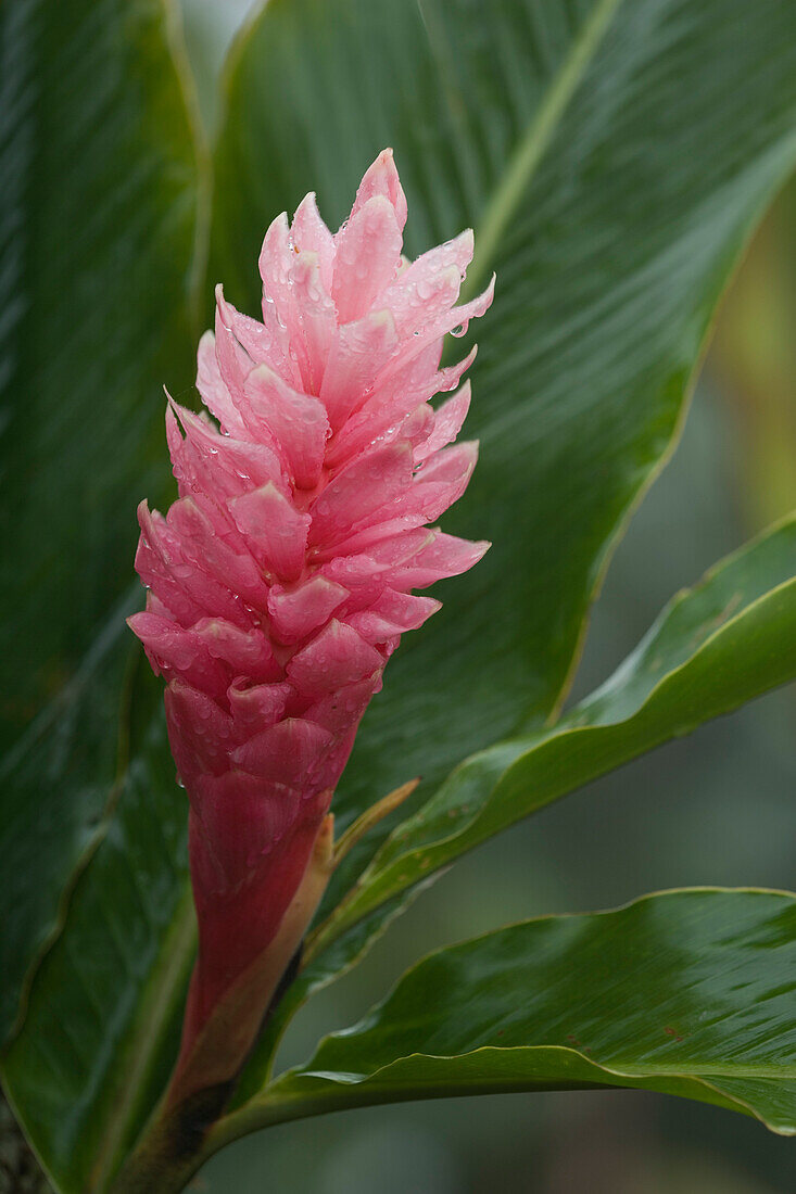 Close-Up, Pink Ginger Flower, Etlingera Elatior, Costa Rica