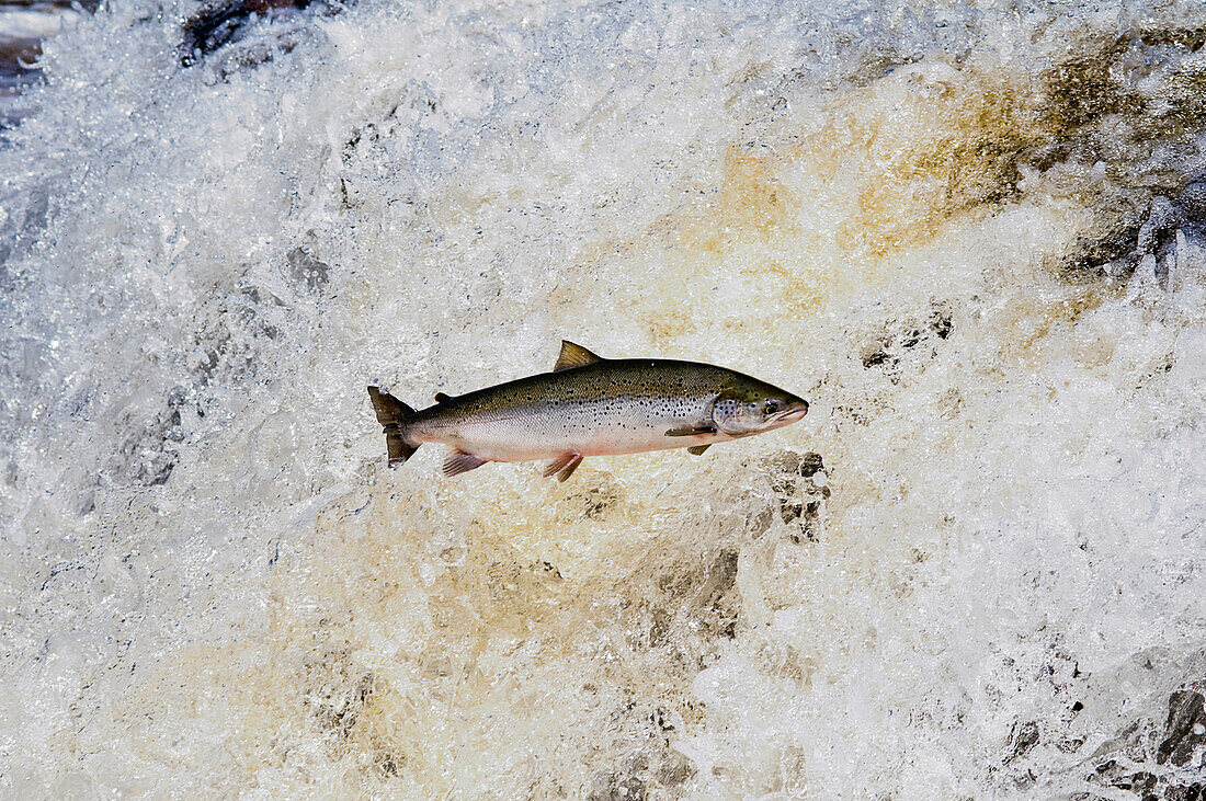 Atlantic Salmon Adult Leaps Up Falls Migrating Upstream To Spawning Grounds, Humber River, Newfoundland