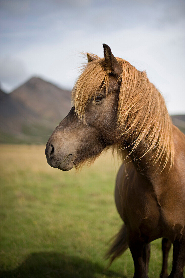 'Icelandic Horse Along Golden Circle; Iceland'