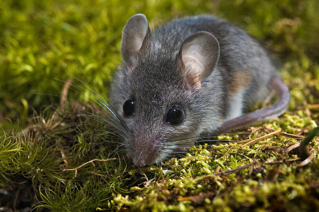 Deer Mouse (Peromyscus Maniculatus). The Deer Mouse Is Almost Completely Widespread Throughout North America. It Can Be Found From Mexico To Northern Canada.