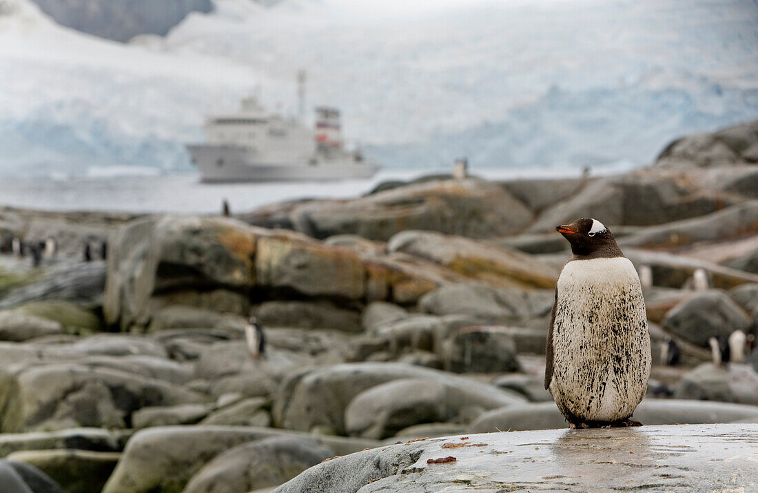 A Gentoo Penguin With The Sergey Vavilov Anchored In The Lemaire Channel In The Background, Petermann Island, Antarctica