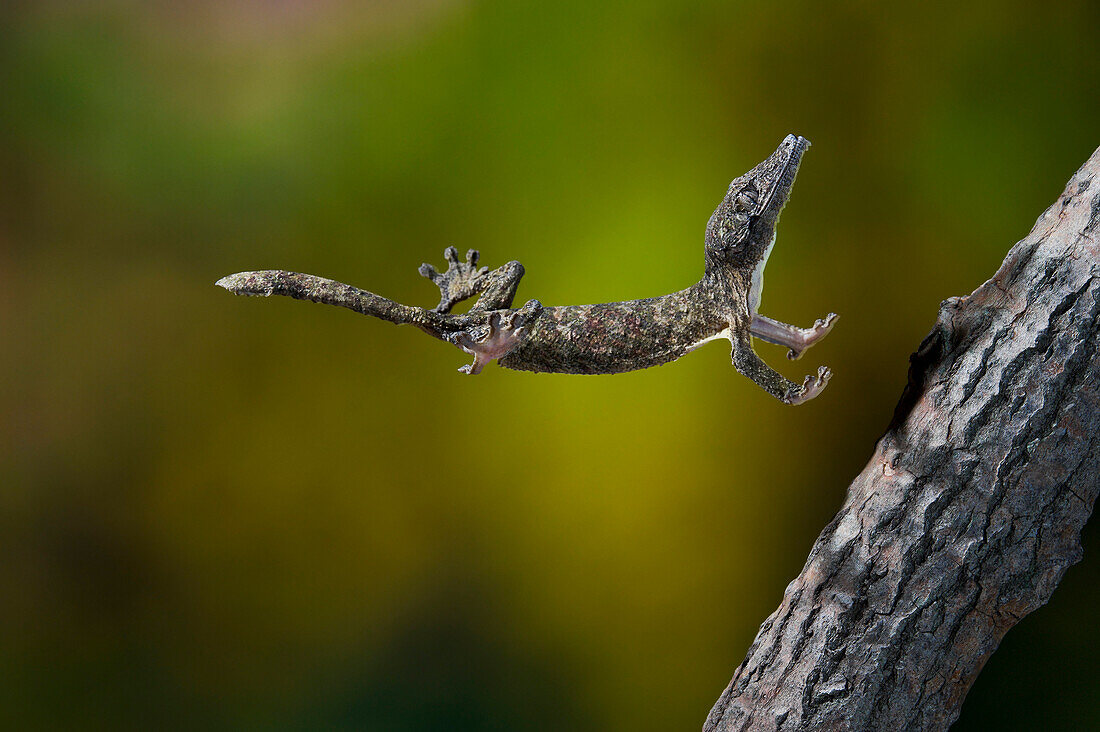 Henkel's Leaf-Tail Gecko Is A Member Of The Malagasy Leaf-Tail Group (Uroplatuss Pp.) That Are Native To The Humid Forests Of Eastern And Northern Madagascar. Leaf-Tails Tense Their Whole Body Like A Spring And Launch Themselves At Prey Or Nearby Branches