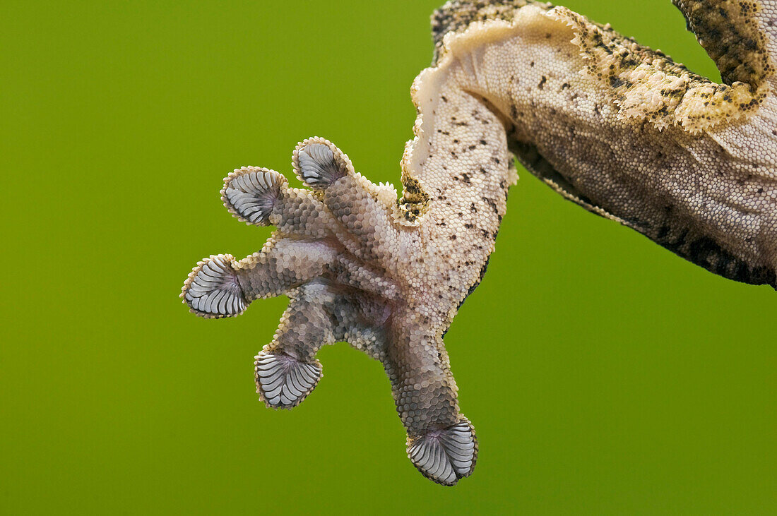 Close-Up Of Henkel's Leaf-Tailed Gecko (Uroplatus Henkeli) Underside Of Foot Adhering To Glass Thanks To Setae (Hair-Like Structures) On Their Toepads.