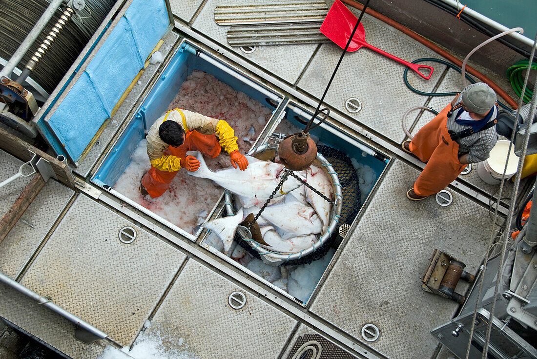 Processing Crews On The Homer City Dock Handle Halibut Being Offloaded, Southcentral Alaska