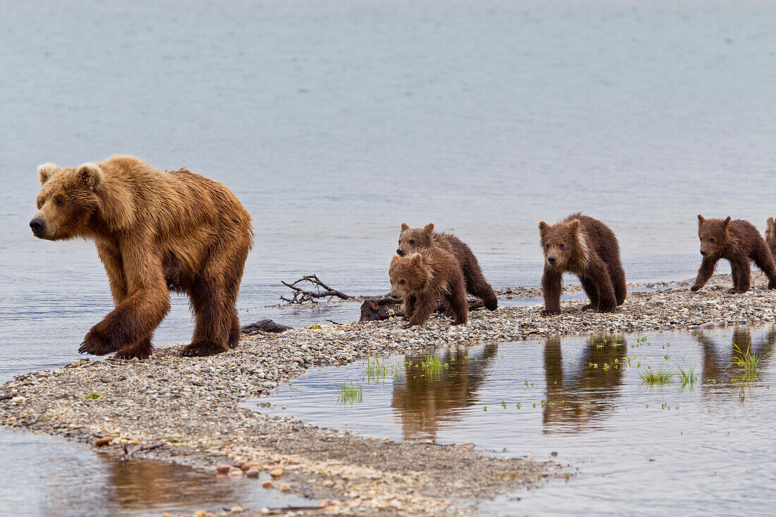 A Brown Bear Sow, Nicknamed Milkshake, Leads Her Four Spring Cubs On A Narrow Spit, As Reflections Of The Cubs Are Caught In A Pool, Brooks Camp, Katmai National Park, Southwest, Alaska, Summer