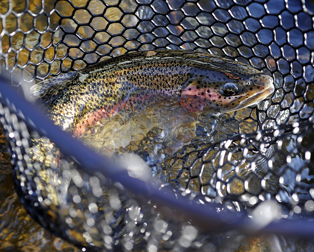 Close Up Of A Rainbow Trout In A Net Fished On Deep Creek, Kenai Peninsula, Southcentral Alaska, Autumn
