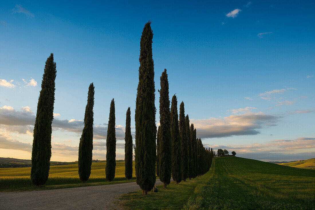 Landschaft bei San Quirico d'Orcia, Val d'Orcia, Provinz Siena, Toskana, Italien, UNESCO Welterbe