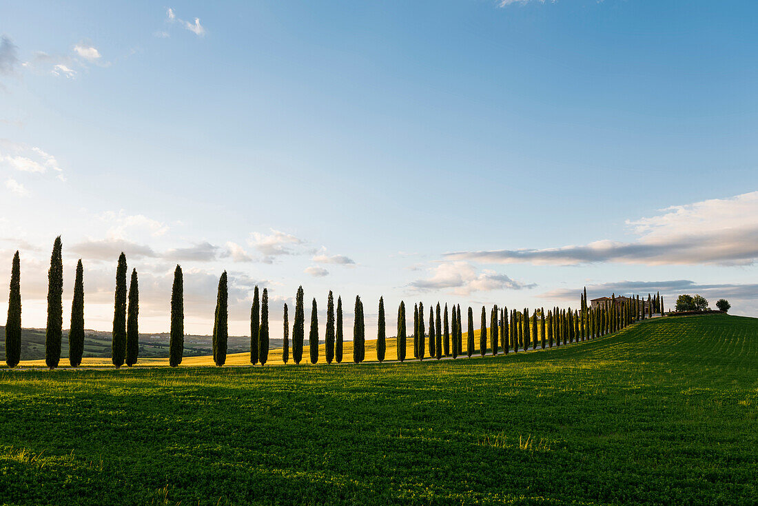 Landschaft bei San Quirico d'Orcia, Val d'Orcia, Provinz Siena, Toskana, Italien, UNESCO Welterbe