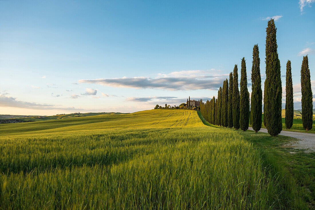 Landschaft bei San Quirico d'Orcia, Val d'Orcia, Provinz Siena, Toskana, Italien, UNESCO Welterbe