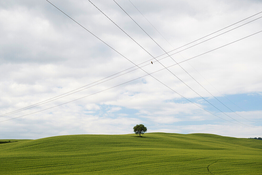 landscape near San Quirico d`Orcia, Val d`Orcia, province of Siena, Tuscany, Italy, UNESCO World Heritage