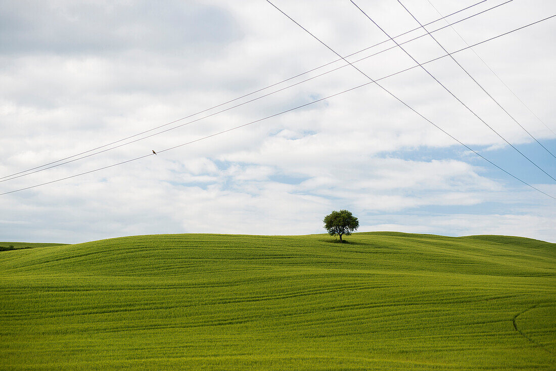 landscape near San Quirico d`Orcia, Val d`Orcia, province of Siena, Tuscany, Italy, UNESCO World Heritage