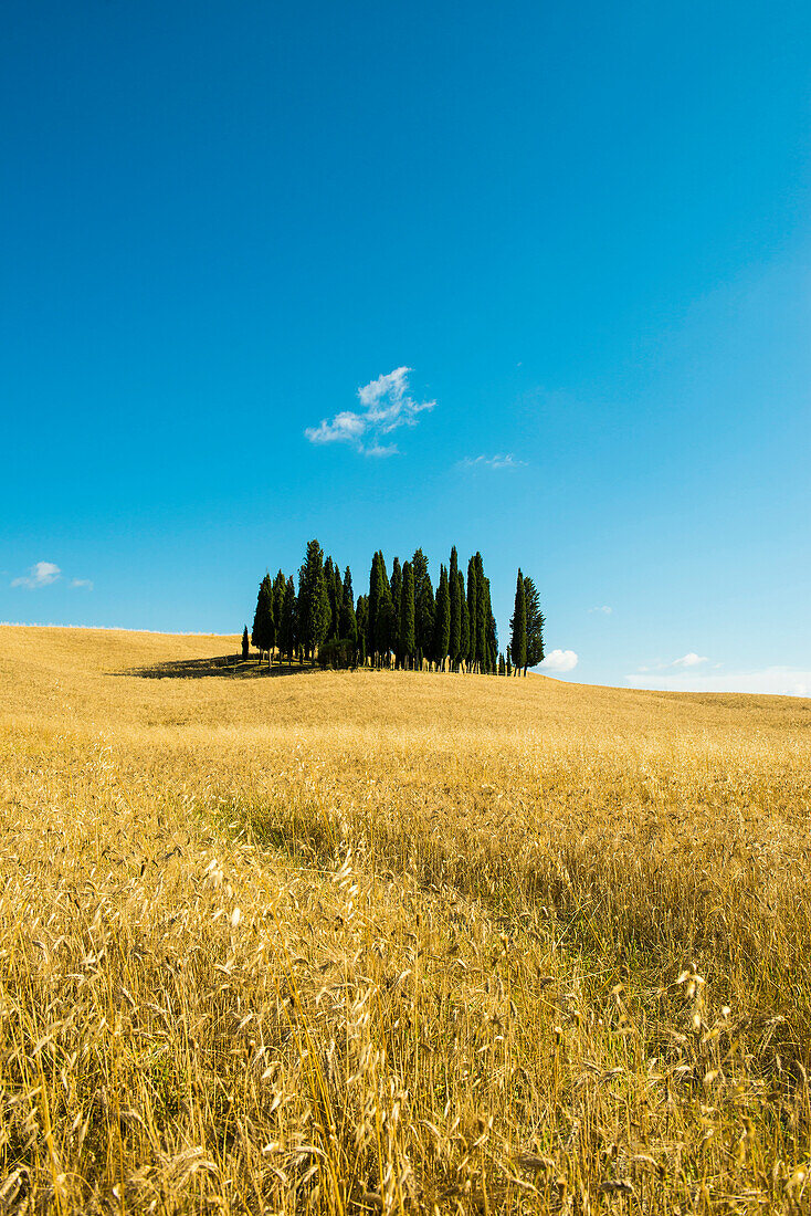 Landschaft bei San Quirico d'Orcia, Val d'Orcia, Provinz Siena, Toskana, Italien, UNESCO Welterbe