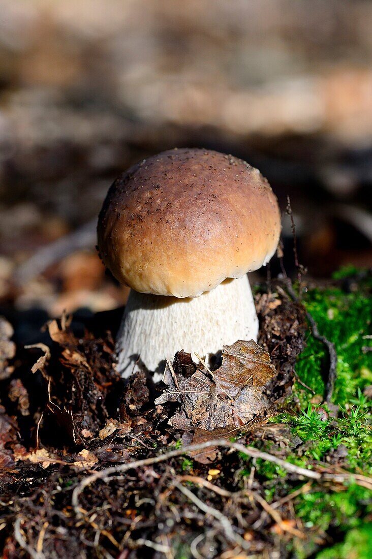 Penny bun/cep fungi (Boletus edulis) on forest ground, autumn, Alsace, France.