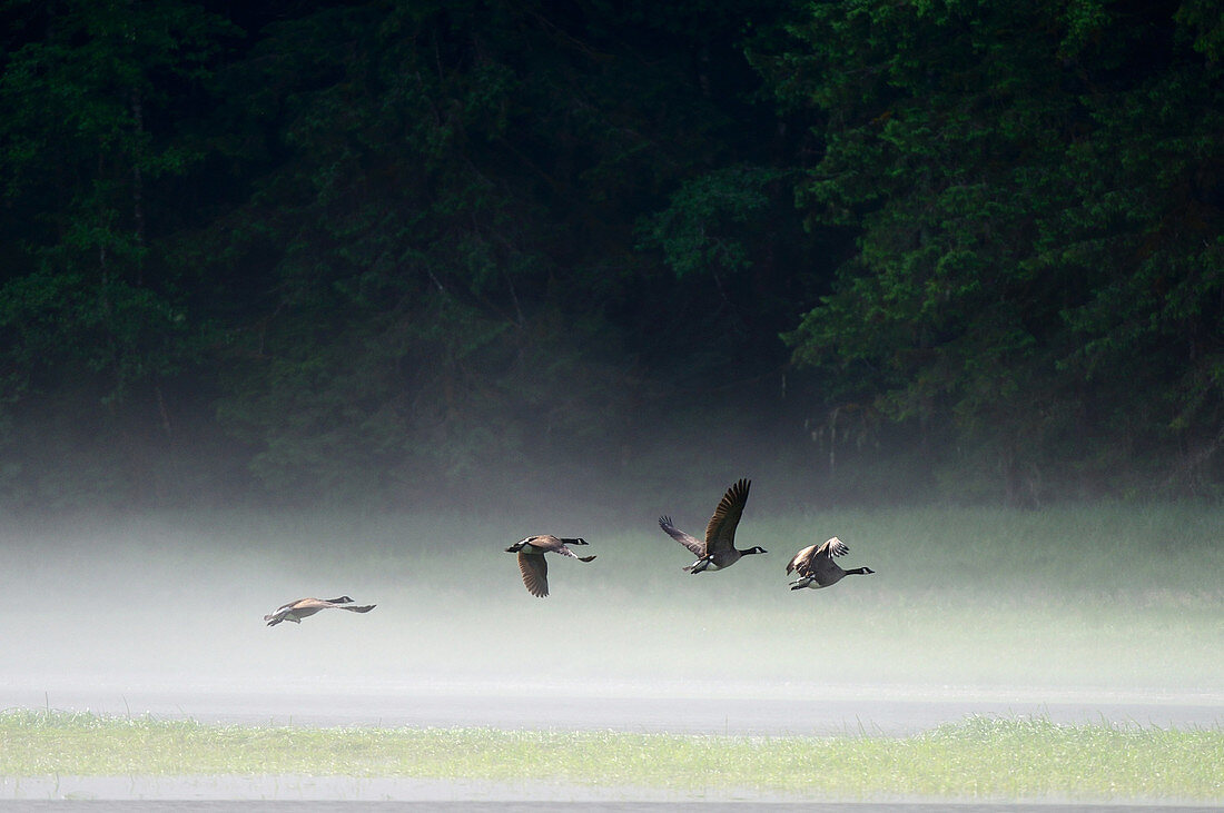 Canada geese (Branta canadensis) flying over the water of the estuary in the morning mist, Khutzeymateen Grizzly Bear Sanctuary, British Columbia, Canada, June 2013.