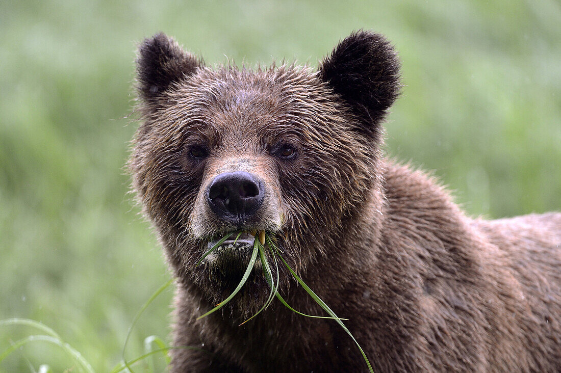 Head portrait of a female grizzly bear (Ursus arctos horribilis), Khutzeymateen Grizzly Bear Sanctuary, British Columbia, Canada, June 2013.