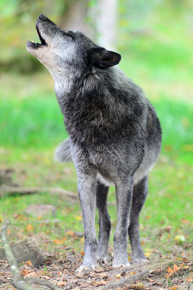 Male Timberwolf or wolf howling (Canis lupus ssp. occidentalis) captive, Domaine de Sainte Croix, Rhodes, France, Autumn 2013.