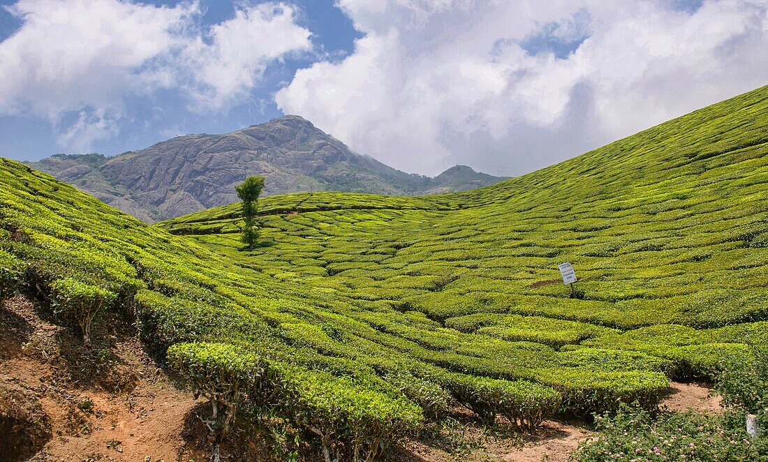 The beautiful tea plantations of Munnar, a hill station in Kerala, India.