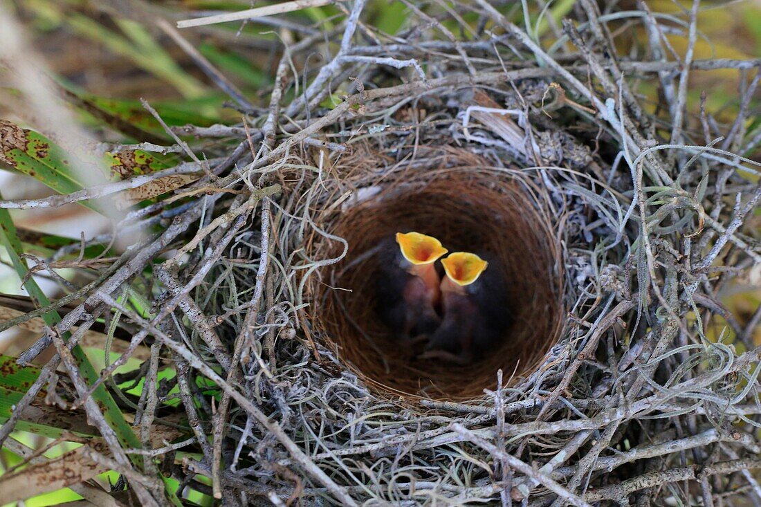 baby mockingbird nestlings in a nest in a tree