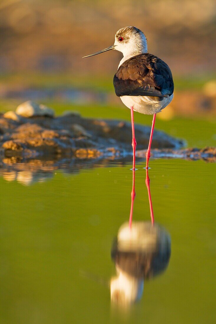 Female of black-winged stilt Himantopus himantopus in a shore of a little pool. Salamanca province. Castilla y León. Spain.