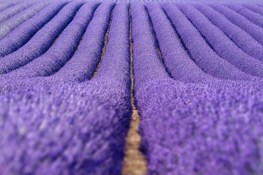 Lavender fields (Lavandula angustifolia), in Brunet, plateau de Valensole. Alpes de Haute Provence department. Provence-Alpes-C™te d'Azur region. France.