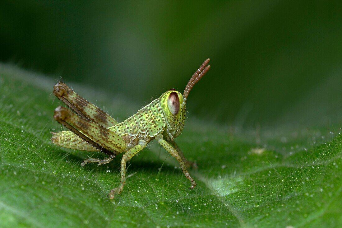 Grasshopper. Image taken at Kampung Skudup, Sarawak, Malaysia.