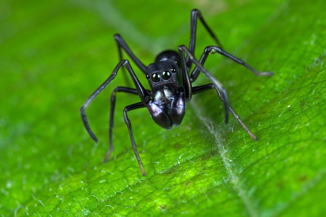 Male ant mimic spider. Image taken at Stutong Forest Reserve Park, Kuching, Sarawak, Malaysia.